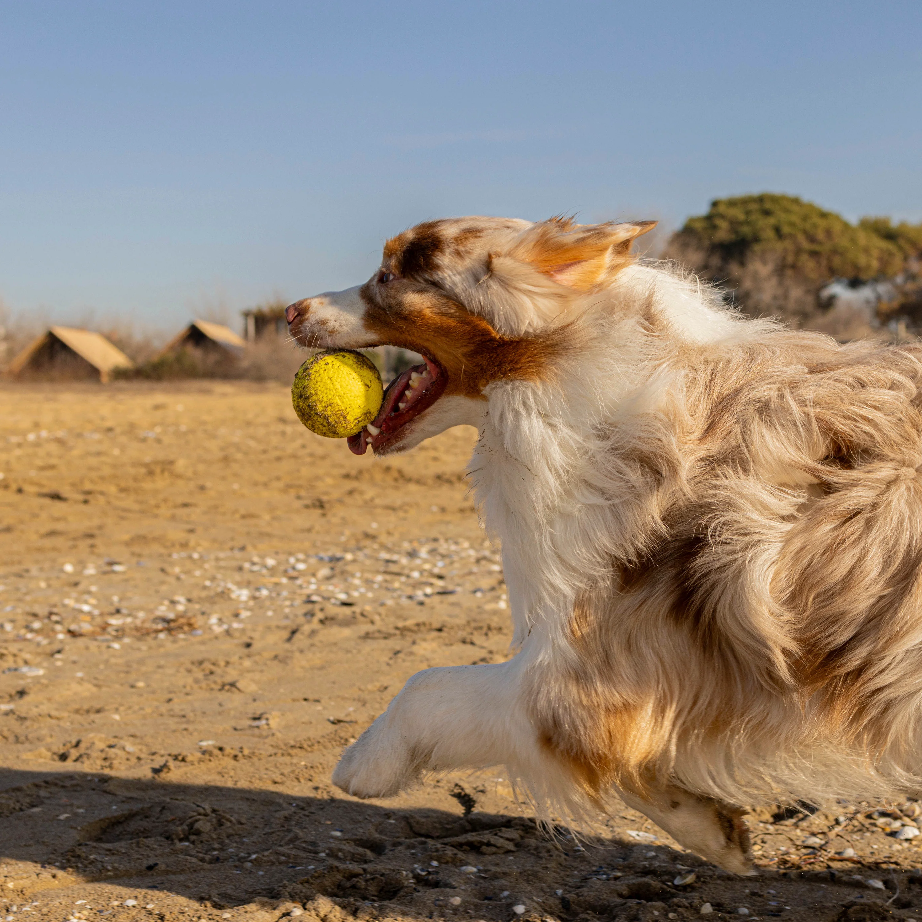 CHEWA BOING BALL - Image 15