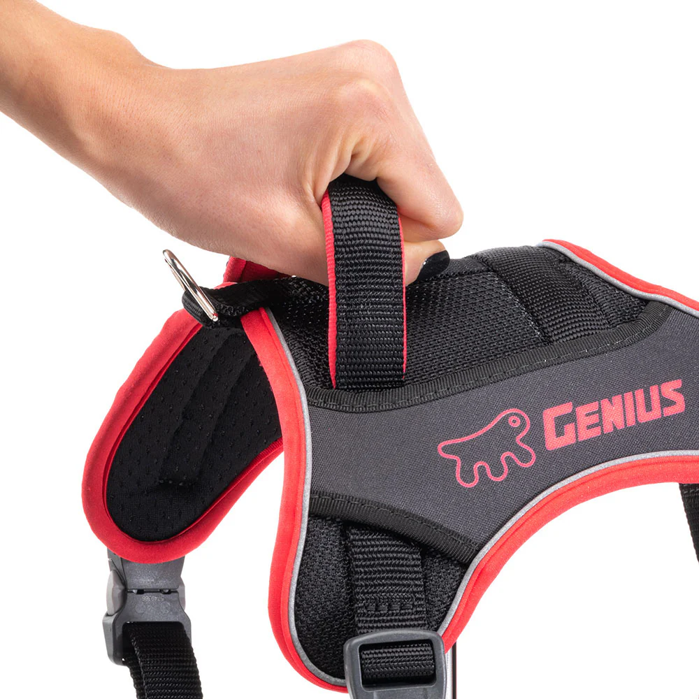 GENIUS P - Image 21
