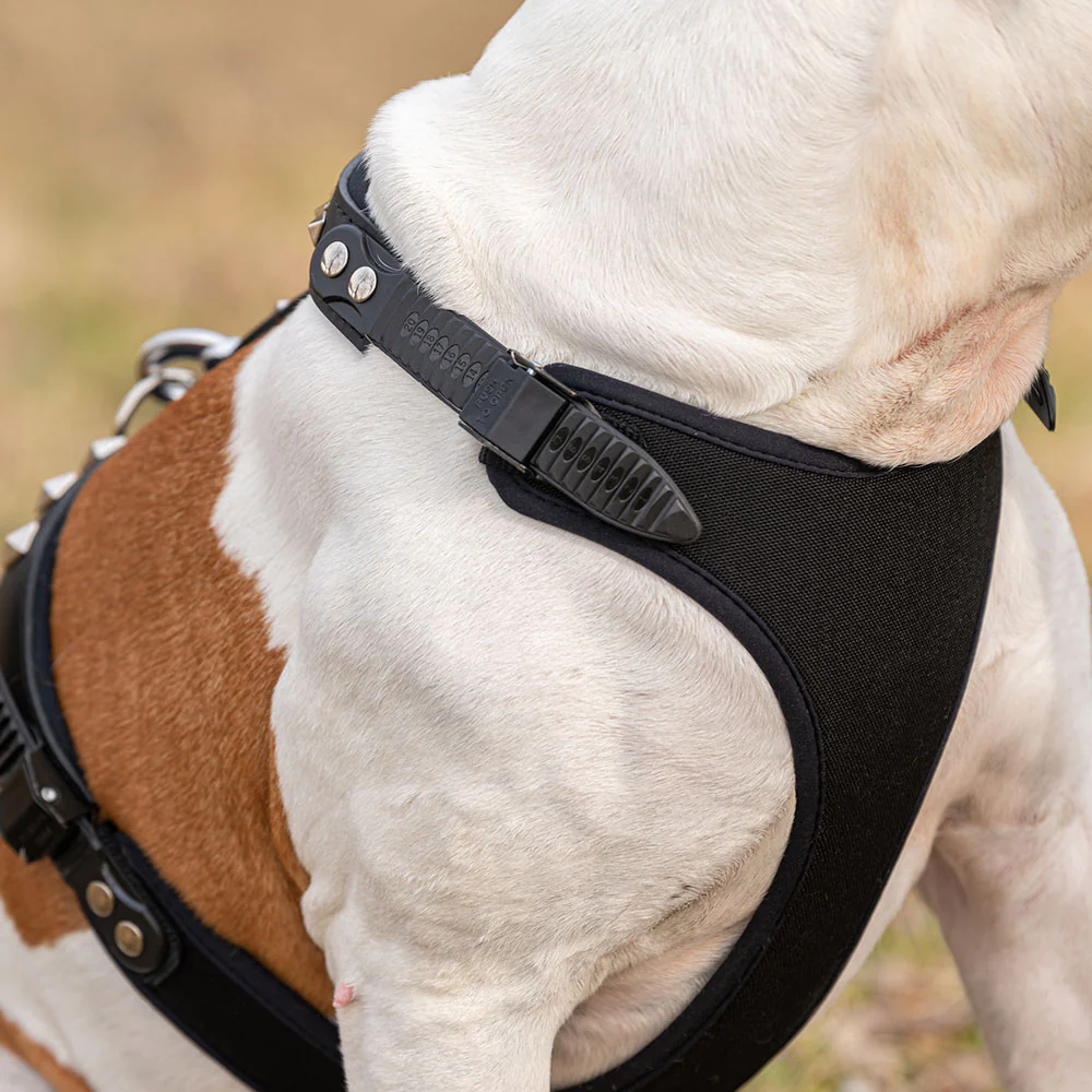 GIOTTO LUXOR BLACK P - Image 11