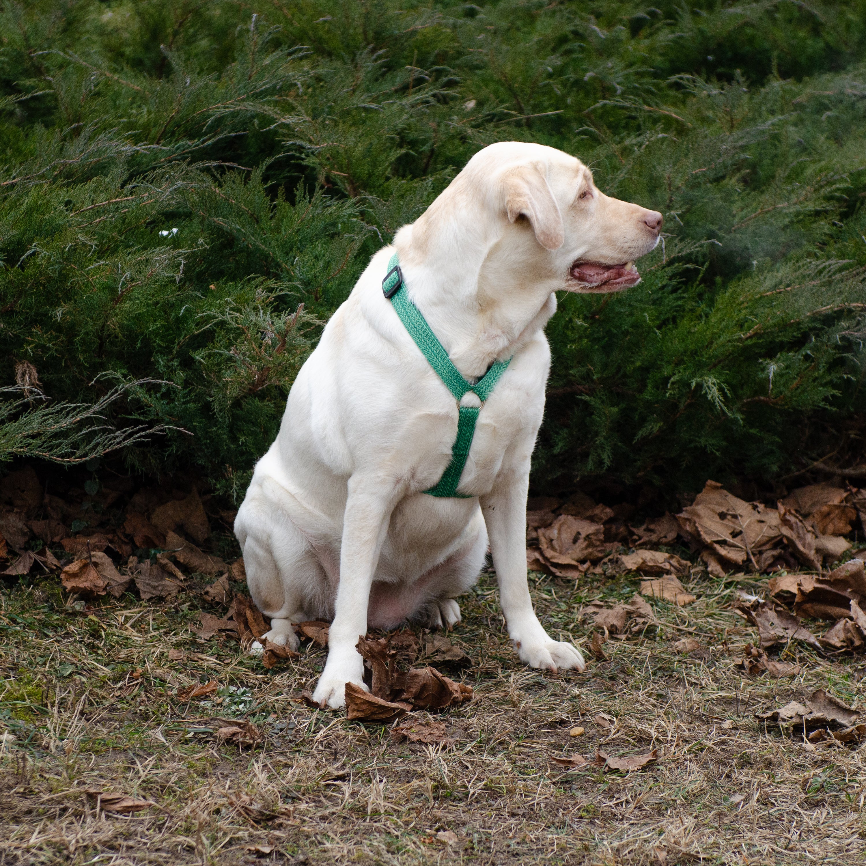 GREENER P - Image 7