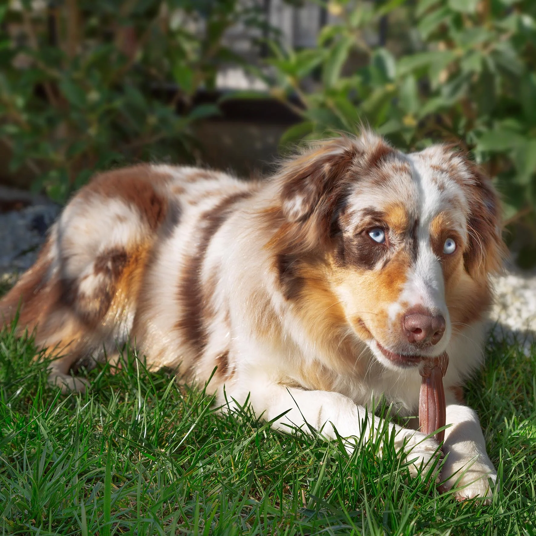 GOODBITE NATURAL BEEF BONE - Image 9
