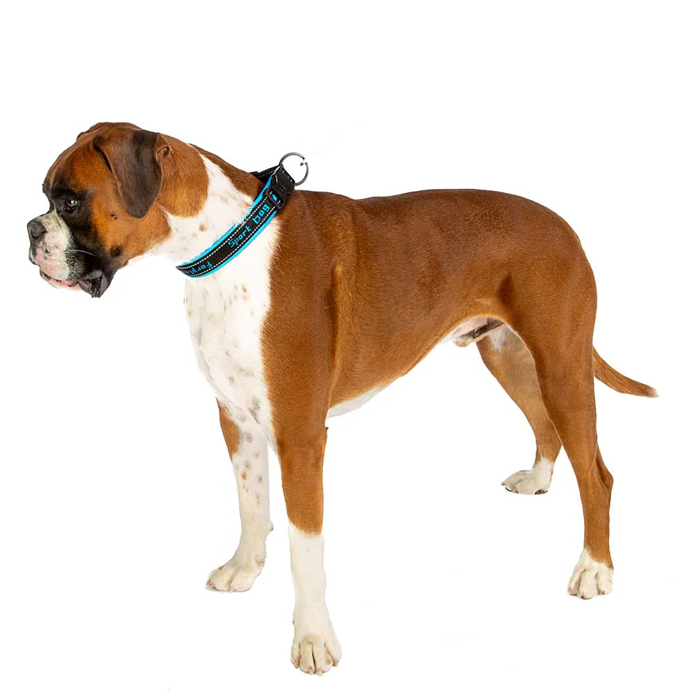 SPORT DOG C - Image 13