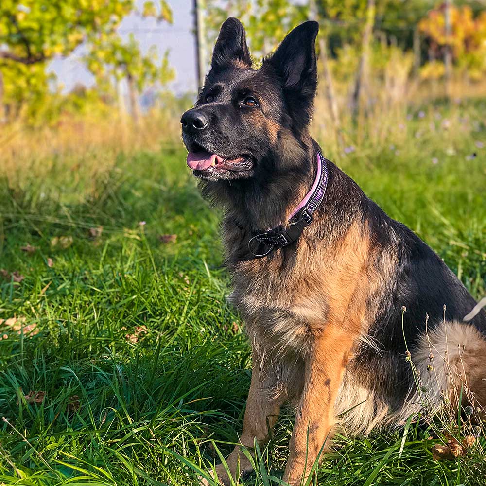 SPORT DOG C - Image 33